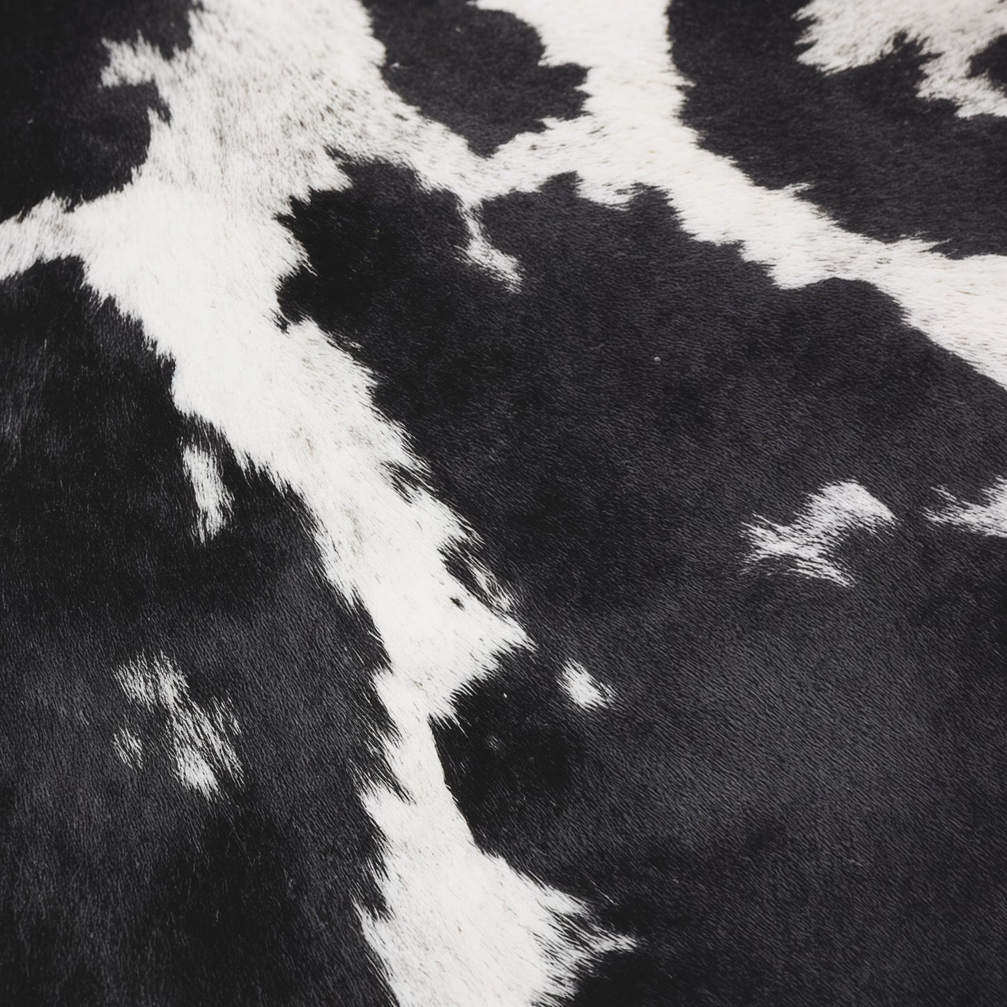 Close-up of black and white fur pattern