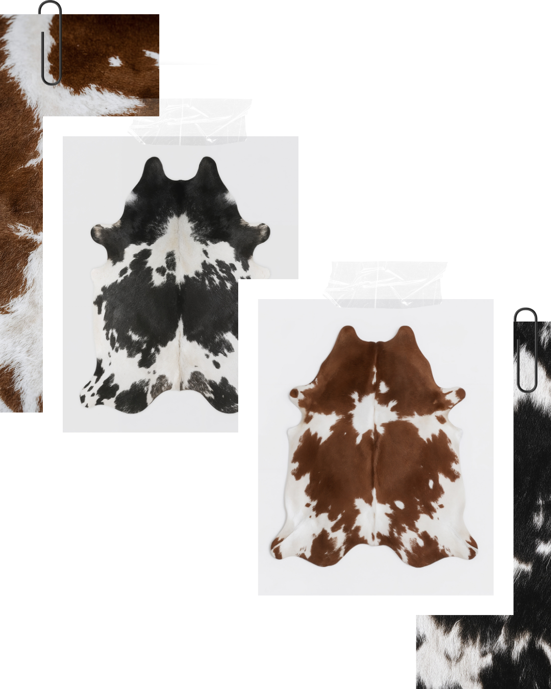 Nguni Hide