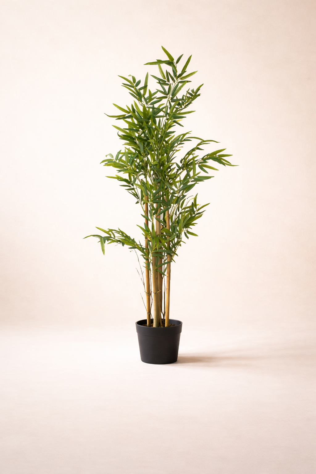 Potted bamboo plant on a beige background