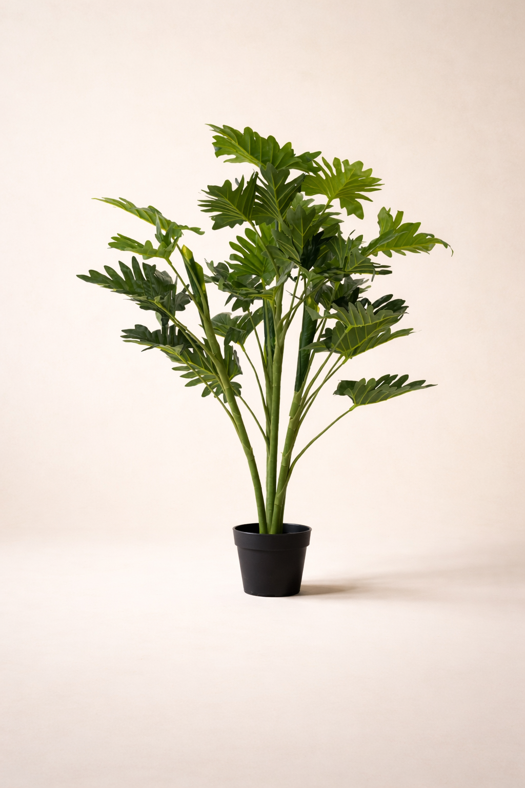 Potted plant on a plain background