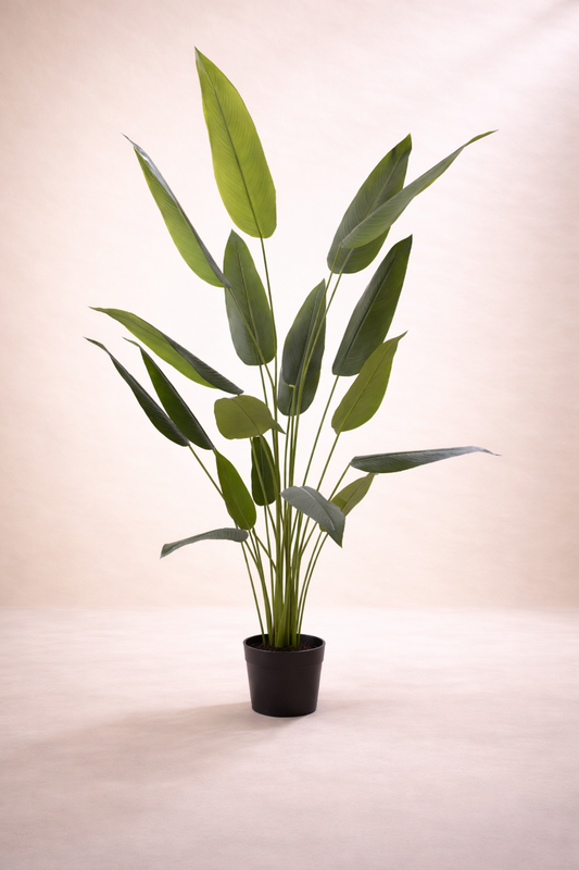 Potted plant with large green leaves on a plain background