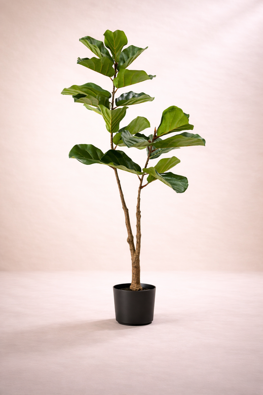 Potted fiddle leaf fig plant on a plain background